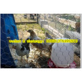 China Factory Chiken Wire Mesh/Netting